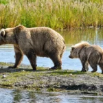 fat-bear-week-2026-opening-day-suffers-record-breaking-traffic-overloads-as-massive-public-turnout-crashes-voting-platforms