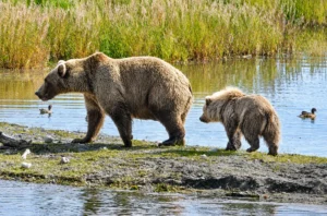 fat-bear-week-2026-opening-day-suffers-record-breaking-traffic-overloads-as-massive-public-turnout-crashes-voting-platforms
