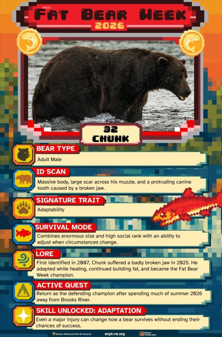 fat-bear-week-2026-shakeup-early-upsets-and-record-turnout-reshape-the-annual-wildlife-tournament
