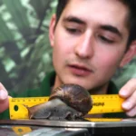 global-conservation-coalition-rushes-endangered-partula-snails-to-tahiti-in-milestone-reintroduction-effort