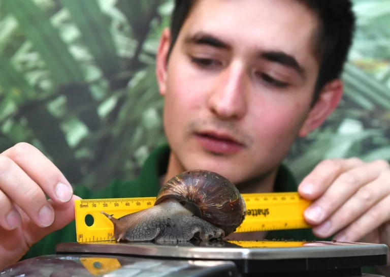global-conservation-coalition-rushes-endangered-partula-snails-to-tahiti-in-milestone-reintroduction-effort