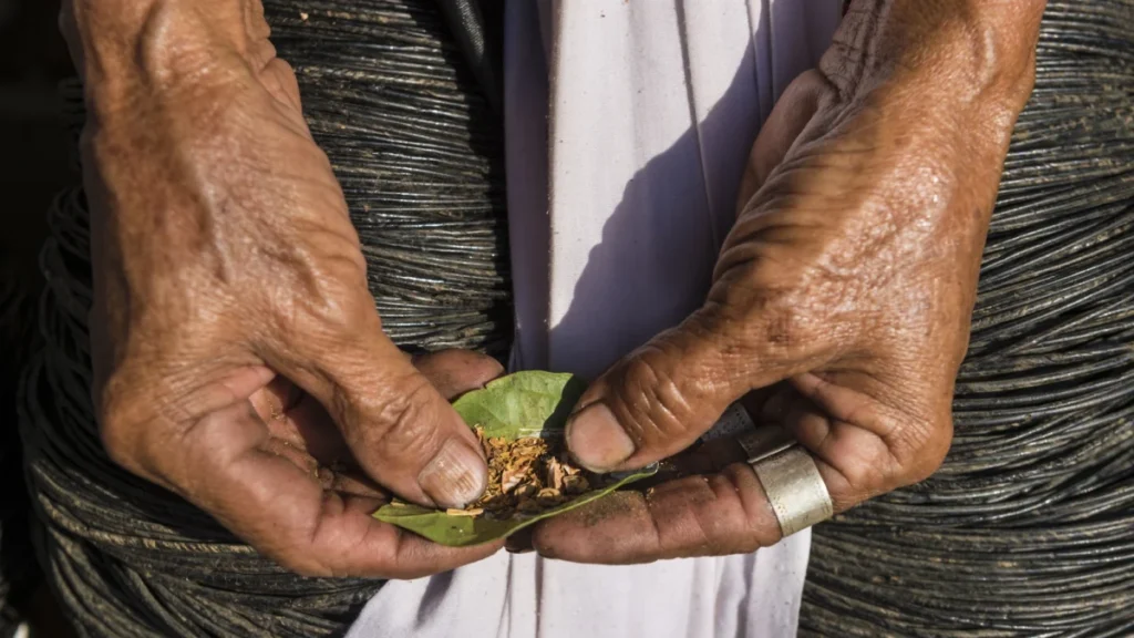 Myanmar (Burma), Kayah state, Kayah tribe, Tani Lar Lae village, betel nut
