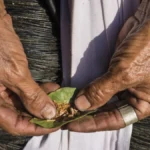 Myanmar (Burma), Kayah state, Kayah tribe, Tani Lar Lae village, betel nut