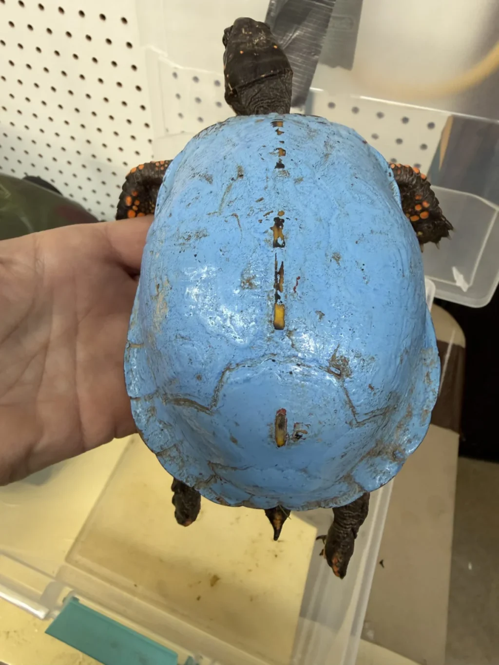kentucky-wildlife-rehabilitators-work-to-save-eastern-box-turtle-decorated-with-layers-of-toxic-paint
