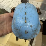 kentucky-wildlife-rehabilitators-work-to-save-eastern-box-turtle-decorated-with-layers-of-toxic-paint