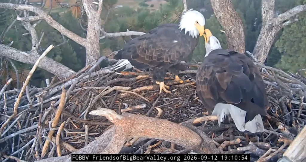 new-beginnings-in-big-bear-valley-bald-eagle-shadow-and-kaydee-show-signs-of-bonding-following-jackies-passing