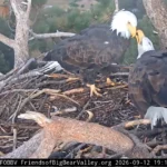 new-beginnings-in-big-bear-valley-bald-eagle-shadow-and-kaydee-show-signs-of-bonding-following-jackies-passing