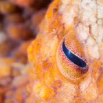 Two-Spot Octopus Eye