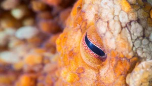 Two-Spot Octopus Eye