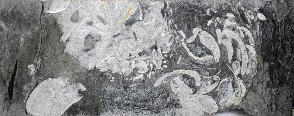 palaeontologists-unearth-160-million-year-old-fossilized-plesiosaur-vomit-shedding-light-on-jurassic-marine-diets