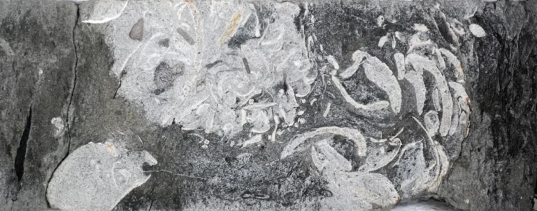 palaeontologists-unearth-160-million-year-old-fossilized-plesiosaur-vomit-shedding-light-on-jurassic-marine-diets
