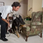paws-on-the-perimeter-how-detection-dogs-became-agricultures-frontline-defense-against-invasive-pests