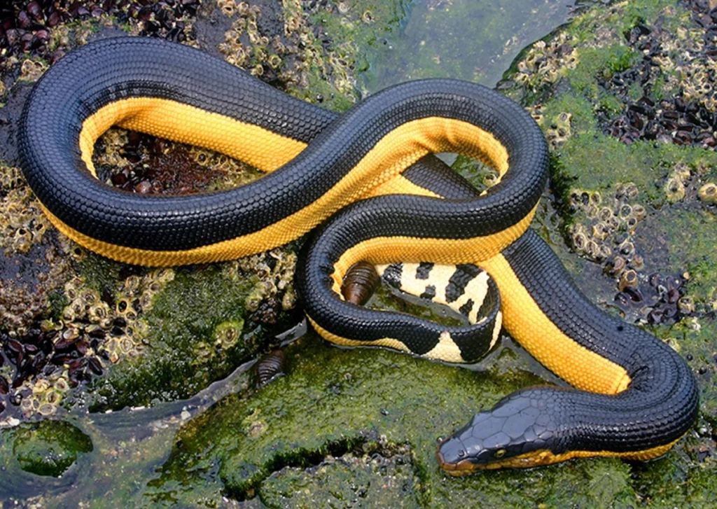 planes-on-a-snake-marine-biologists-discover-land-dwelling-crabs-hitching-rides-on-sea-serpents-off-the-coast-of-costa-rica