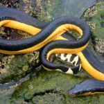planes-on-a-snake-marine-biologists-discover-land-dwelling-crabs-hitching-rides-on-sea-serpents-off-the-coast-of-costa-rica