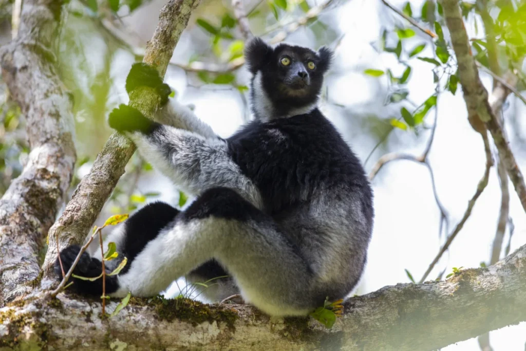 primates-of-the-canopy-how-madagascars-singing-indri-lemurs-share-vocal-techniques-with-human-opera-singers