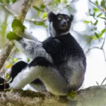 primates-of-the-canopy-how-madagascars-singing-indri-lemurs-share-vocal-techniques-with-human-opera-singers