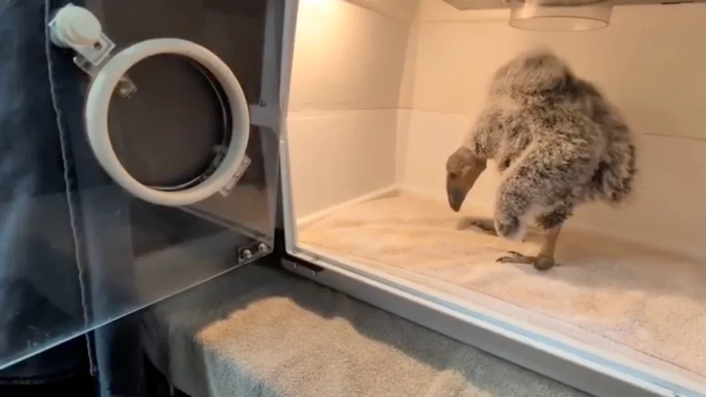 rescued-california-condor-chick-named-cayic-thrives-under-specialized-care-as-conservationists-battle-ongoing-species-threats