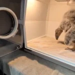 rescued-california-condor-chick-named-cayic-thrives-under-specialized-care-as-conservationists-battle-ongoing-species-threats