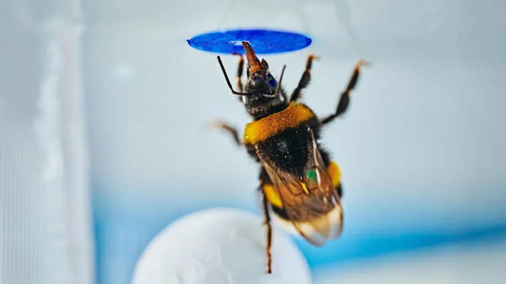 scientists-stunned-as-bumble-bees-solve-a-classic-intelligence-test