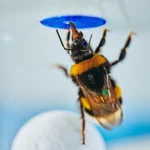 scientists-stunned-as-bumble-bees-solve-a-classic-intelligence-test
