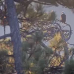 shadow-and-kaydee-a-new-chapter-for-big-bear-valleys-beloved-bald-eagles