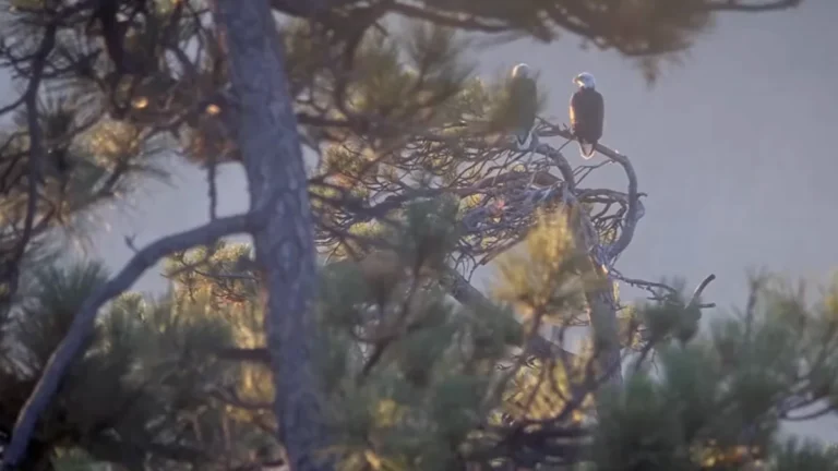shadow-and-kaydee-a-new-chapter-for-big-bear-valleys-beloved-bald-eagles