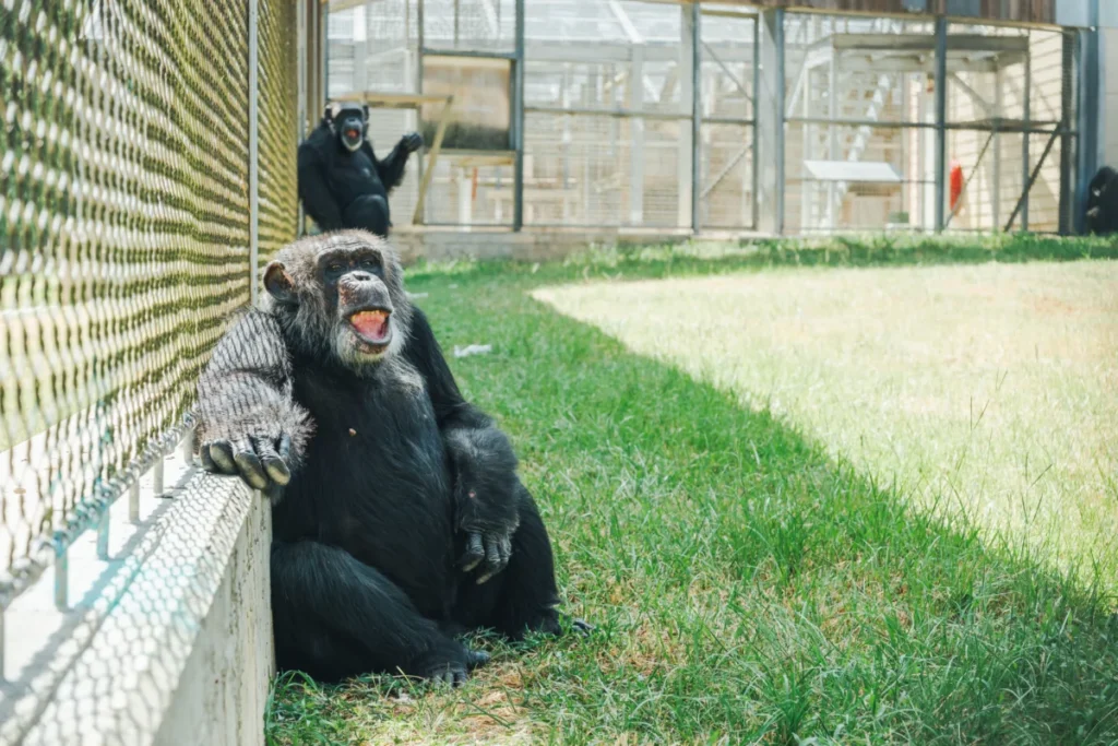 sight-restored-to-54-year-old-chimpanzee-pierre-at-chimp-haven-following-successful-cataract-surgery