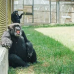 sight-restored-to-54-year-old-chimpanzee-pierre-at-chimp-haven-following-successful-cataract-surgery