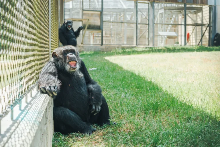 sight-restored-to-54-year-old-chimpanzee-pierre-at-chimp-haven-following-successful-cataract-surgery