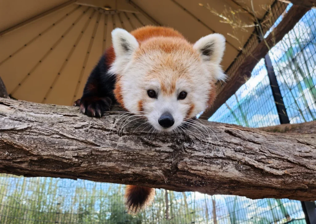 smithsonians-national-zoo-welcomes-three-red-panda-cubs-in-vital-boost-to-endangered-species-conservation
