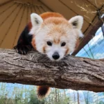 smithsonians-national-zoo-welcomes-three-red-panda-cubs-in-vital-boost-to-endangered-species-conservation