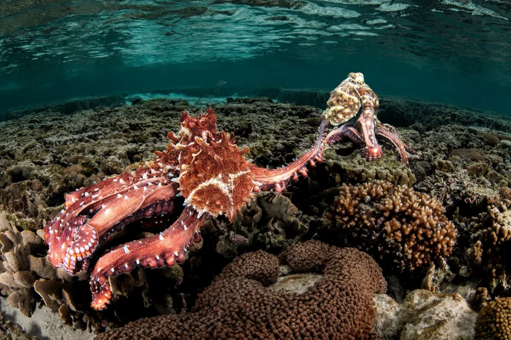 stunning-winners-of-the-2026-ocean-photographer-of-the-year-awards-unveiled