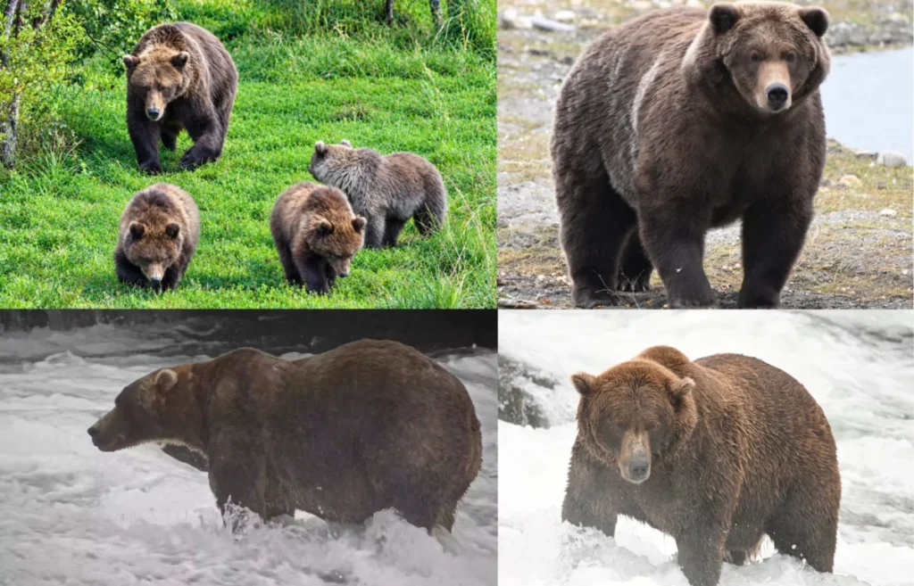 the-final-showdown-set-for-fat-bear-week-2026-as-bear-910-and-backpack-prepare-for-the-championship-clash