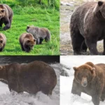 the-final-showdown-set-for-fat-bear-week-2026-as-bear-910-and-backpack-prepare-for-the-championship-clash