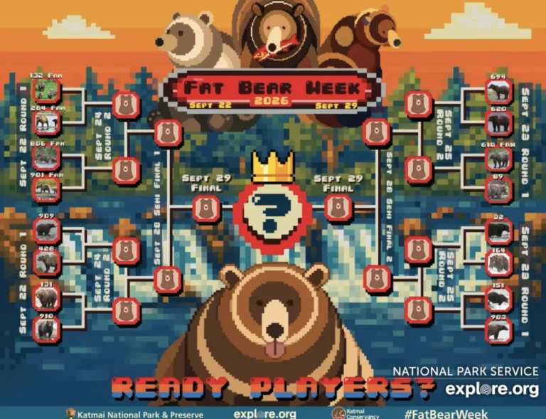 the-official-fat-bear-week-2026-bracket-unveils-16-contenders-for-alaskas-ultimate-heavyweight-crown
