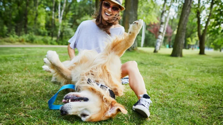 the-science-behind-the-canine-scratch-reflex-why-your-dogs-leg-kicks-when-you-find-their-sweet-spot