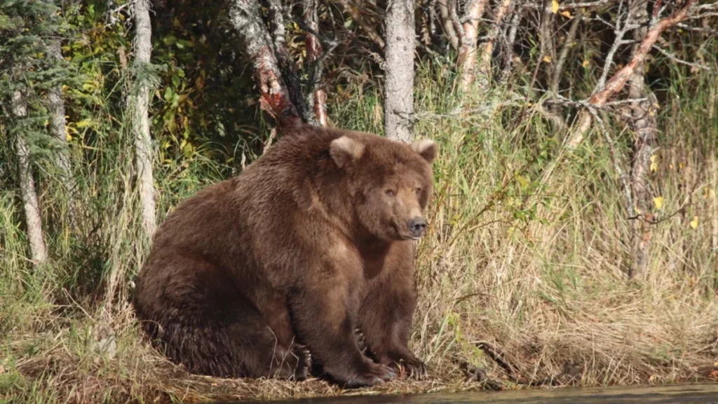 the-ultimate-guide-to-fat-bear-week-how-alaskas-brown-bears-prepare-for-winter-and-win-global-fame