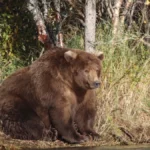 the-ultimate-guide-to-fat-bear-week-how-alaskas-brown-bears-prepare-for-winter-and-win-global-fame