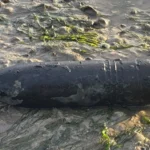 unexploded-world-war-ii-ordnance-safely-detonated-on-essex-beach-after-routine-discovery-by-coastal-stroller