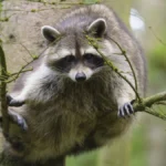 Raccoon, Procyon lotor
