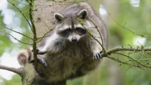 Raccoon, Procyon lotor