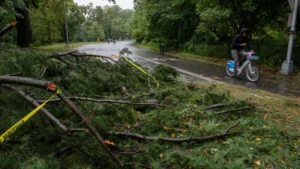 when-destructive-fall-noreasters-collide-with-peak-migration-how-regional-wildlife-centers-are-responding-to-coastal-devastation