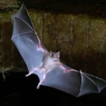 beyond-the-bizarre-why-earths-only-winged-mammals-share-surprising-parallels-with-human-societies