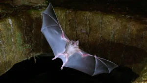 beyond-the-bizarre-why-earths-only-winged-mammals-share-surprising-parallels-with-human-societies