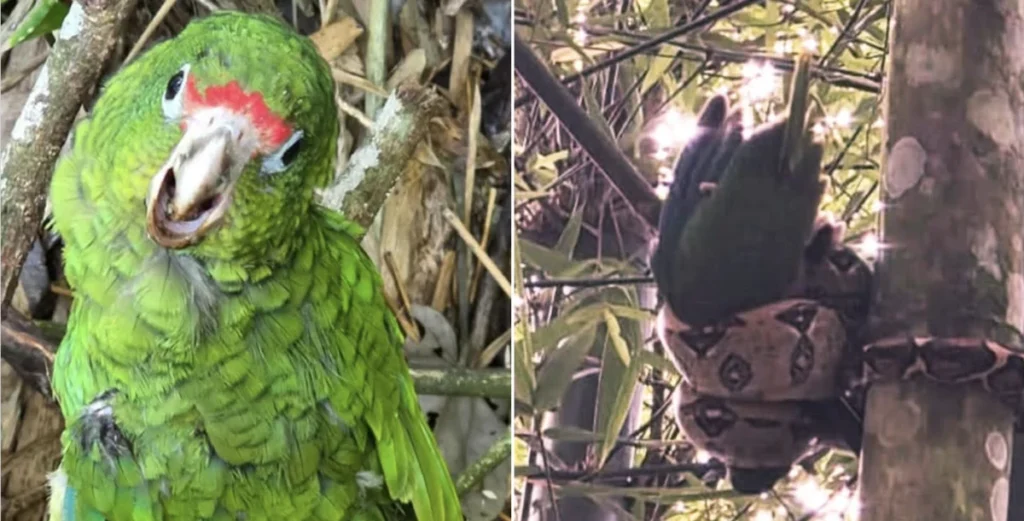 biologist-intervenes-to-save-critically-endangered-puerto-rican-parrot-from-invasive-red-tailed-boa-in-maricao-state-forest