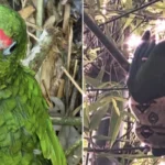 biologist-intervenes-to-save-critically-endangered-puerto-rican-parrot-from-invasive-red-tailed-boa-in-maricao-state-forest