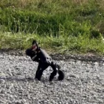 eth-zurich-researchers-develop-autonomous-robotic-hand-capable-of-bipedal-locomotion-and-object-manipulation