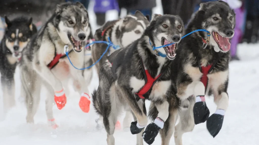 evolutionary-adaptations-reveal-how-ancient-sled-dogs-changed-physically-to-help-humans-conquer-the-arctic