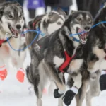 evolutionary-adaptations-reveal-how-ancient-sled-dogs-changed-physically-to-help-humans-conquer-the-arctic