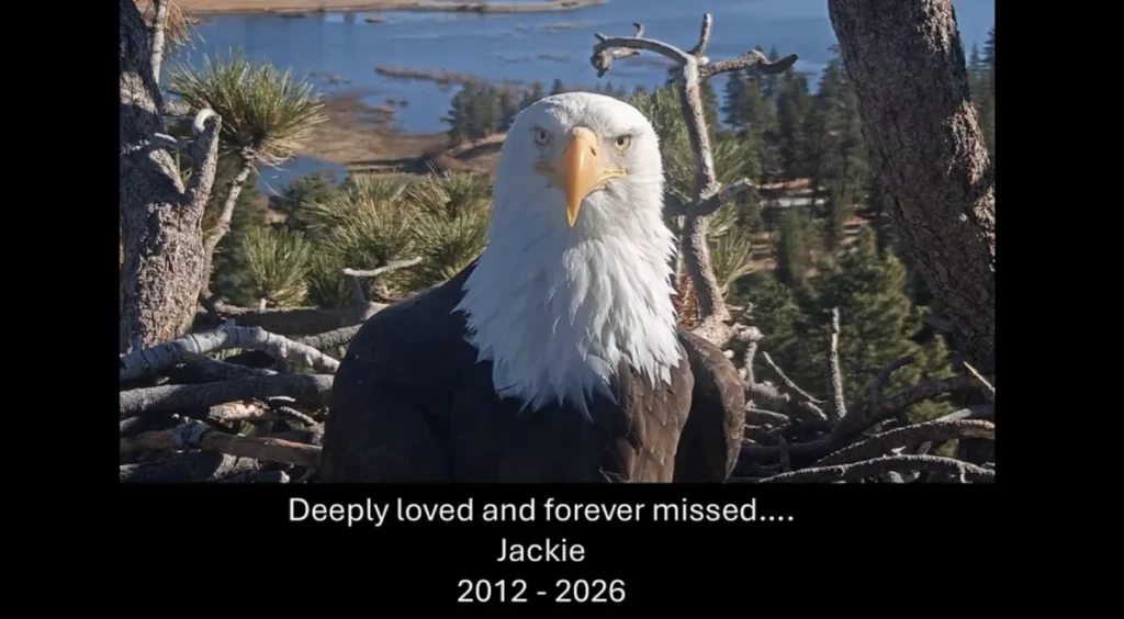 global-bird-enthusiasts-and-conservationists-gather-to-honor-jackie-the-bald-eagle-at-big-bear-lake